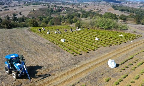Kocaeli'de Biberiye Hasadı Başladı