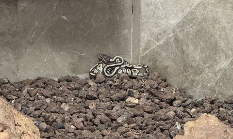 Konya'da Asayiş Kontrolünde Yavru Piton Koruma Altına Alındı