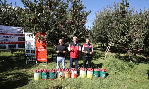 Muş'ta Elma Hasadı Rekor Gelir Beklentisi