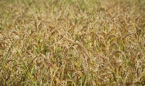 Osmancık'ta Çeltik Hasadı Başladı