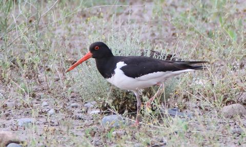 Poyraz Kuşunun 8 Ülkede Göç Yolculuğu