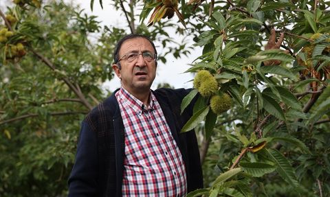 Samsun'da Kestane Kanseri ve Gal Arısına Dayanıklı Türler Üretiliyor