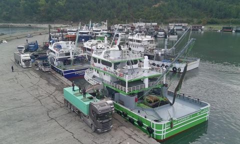 Sinop'ta Hamsi Avında Bereketli Sezon