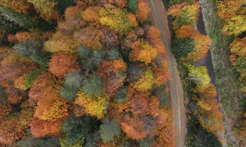 Sonbaharın Renkleri Düzce, Sakarya ve Bolu'da Doğayı Renklendiriyor
