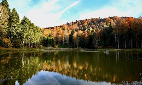 Sonbaharın Renkli Manzaraları: Düzce'nin Odayeri Yaylası ve Torkul Göleti