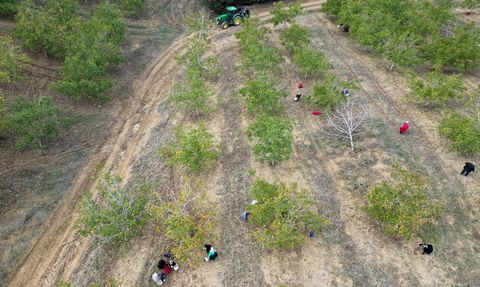 Tekirdağ'da Ceviz Hasadı Başladı