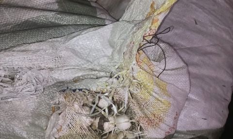 Tunceli'de Endemik Dağ Sarımsağı Toplayana 557 Bin Lira Ceza