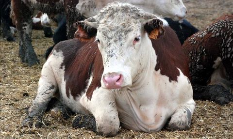 Türkiye'de Deli Dana Endişesi: İki Vaka Tespit Edildi