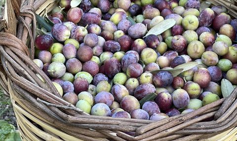 Türkiye'nin Zeytin Rekoltesi Beklentisi
