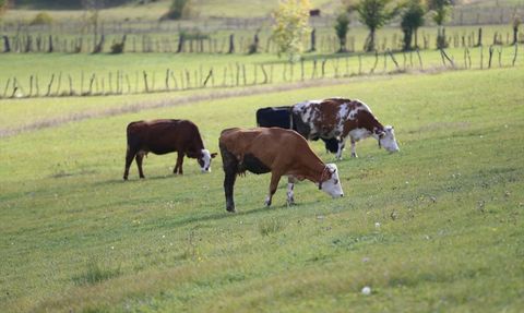 Uluvahta Yaylası: Doğanın Kalbinde Huzur