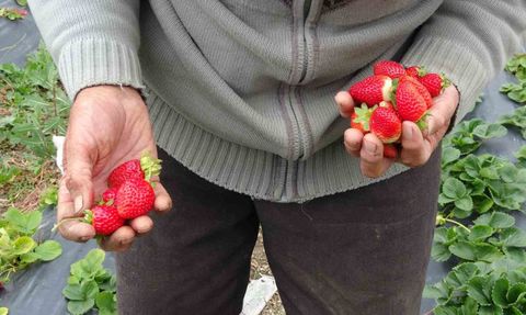 85 yaşındaki İbrahim Çakmakçı'nın 'Hayır Bahçesi'nde ücretsiz ikram