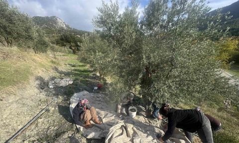 88 yaşındaki Emine Aksoy, Çukurköy'de zeytin hasadına devam ediyor