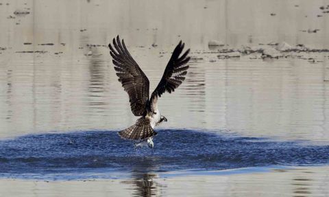 Abana Ezine Çayı'nda Balık Kartalları Görüntülendi