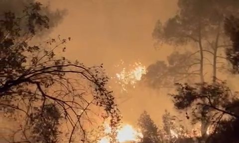 Adana'da Dörtler Mahallesi'nde orman yangını büyümeden söndürüldü