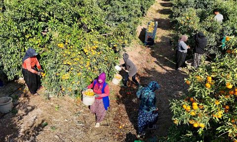 Adana’da grev mandalinayı ağaçta bıraktı, fiyat 3-5 TL’ye düştü