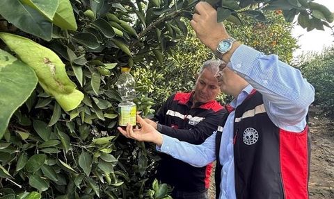 Adana'da narenciye hasadıyla Akdeniz meyve sineğine karşı yoğun mücadele