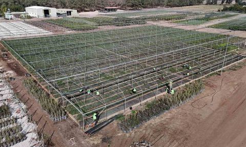 Adana’da yanan ormanlar milyonlarca fidanla yeniden yeşerecek