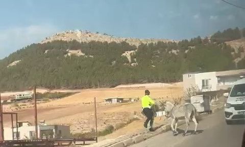 Adıyaman'da yola çıkan eşek trafik polisleri tarafından yol dışına çıkarıldı