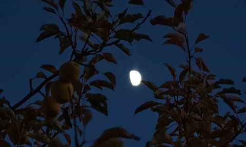 Ahlat'ta ağaç dalları arasında beliren yarım ay kartpostallık görüntüler oluşturdu