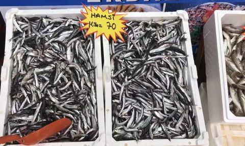 Akçakoca’dan tüketicilere uyarı: Buzhane balığına dikkat