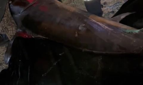 Akdeniz’de 115 kilogramlık kılıç balığı tekneye çekildi