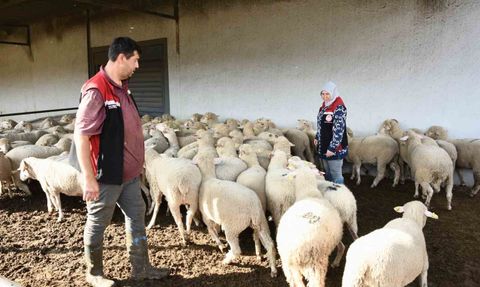 Aliağa’da 110 üreticiye 210 hibeli küçükbaş teslimi tamamlandı