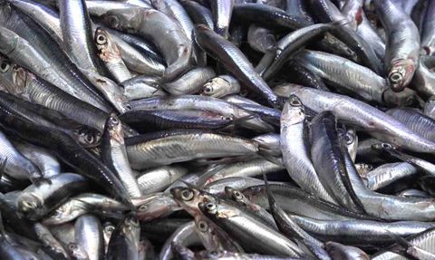 Amasya'da Taze Hamsi Fiyatları Düşüyor