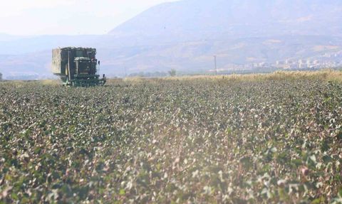 Amik Ovası'nda pamuk verimi kuraklıktan etkilendi