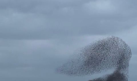 Ankara'da Sığırcık Gösterisi Gölbaşı'nda Büyüledi