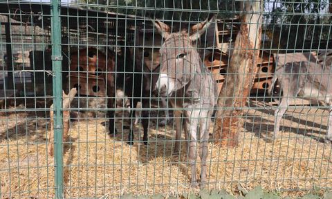 Annesini Kaybeden Sıpa Hatay Barınağında Yeni Yuvasına Kavuştu