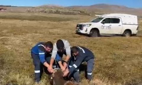 Ardahan Ortakent’te Bataklığa Saplanan İnek Kurtarıldı