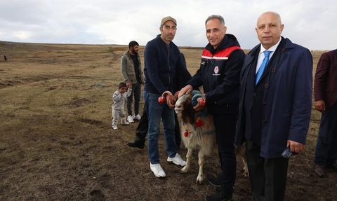 Arpaçay'da Koç Katım Geleneği Devam Ediyor