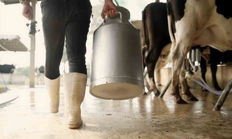 Aydın'da 9 bin 543 üreticiye 66 milyon 401 bin 359 TL çiğ süt desteği