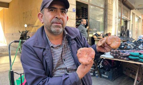 Aydın'da Çıntar Mantarının Fiyatı 500 TL Oldu