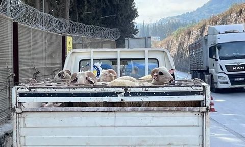 Aydın'da Hayvan Hastalıklarıyla Mücadele: Yol Kontrolleri Sürüyor