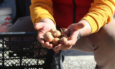 Aydın dağlarının beşbıyığı tezgâhlarda: Muşmula doğal şifa kaynağı
