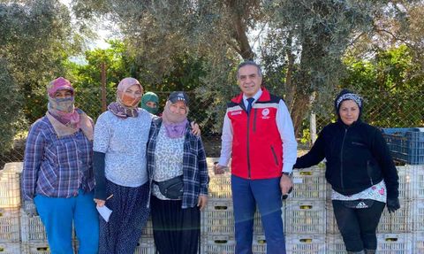 Aydın Kuşadası'nda mandalina hasadı başladı