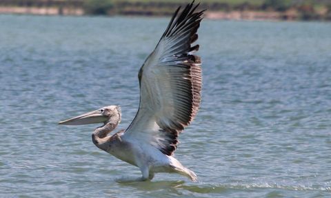 Azap Gölü'nde oltaya takılan tepeli pelikan balıkçılar tarafından kurtarıldı