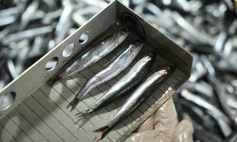 Balık tezgahlarında sıkı denetim: 109 kişi ve kuruluşa milyonluk ceza