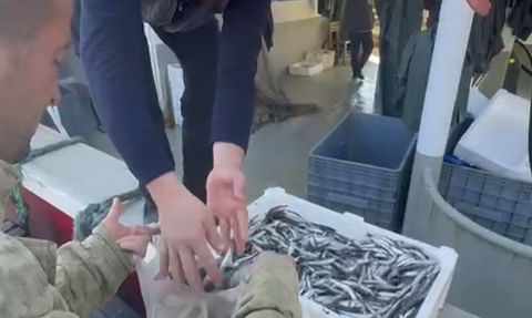 Bandırma'da Hamsi Krizi: Balıkçılardan Ücretsiz Dağıtımla Protesto