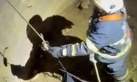 Batman'da su kuyusuna düşen çakal itfaiye ekiplerince kurtarıldı