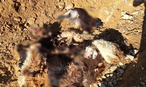 Batman Sason Kınalı'da kurt saldırısı: 10 keçi telef oldu