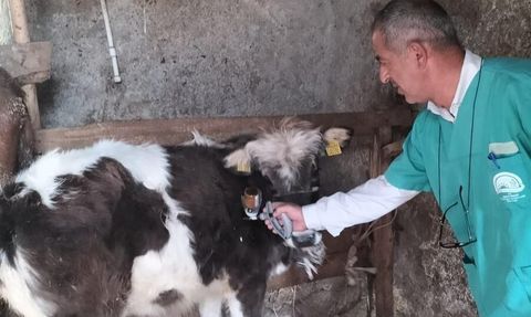 Beyşehir’de şap (sat 1) rapel aşısı çalışmaları başladı