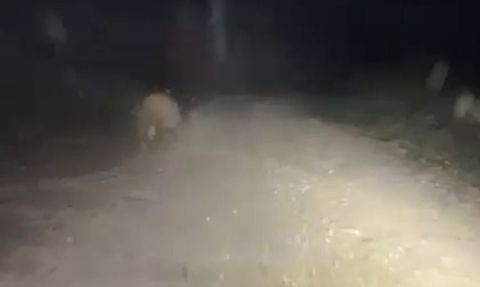 Bolu’da araç farlarından korkan ayı kaçtı