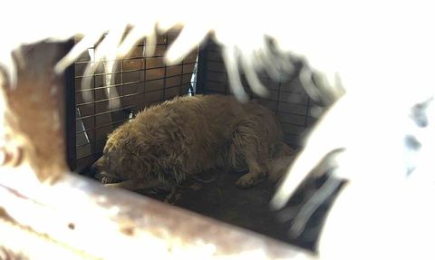 Bolu'da sokağın maskotu 'Waffle' barınağa götürüldü