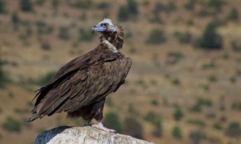 Bolu Sorkun'da nadir akbaba beslenme döngüsü: Doğanın temizlik zinciri