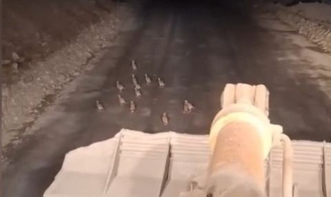 Boyabat'ta iş makinesini durduran operatör keklik yavrularının güvenli geçişini sağladı