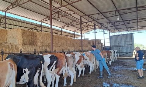 Bozdoğan'da şap tedbiri: Hayvanların otlatılması ve dışkı taşınması yasaklandı