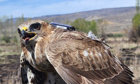 Bozkır Şahini: 2,5 Yılda 28 Ülkede 103 Bin 456 Kilometre Uçtu