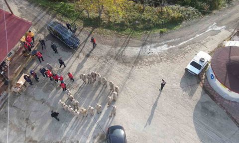 Bozkurt'ta kayıp anne ve oğlu için arama çalışmaları 5. günde